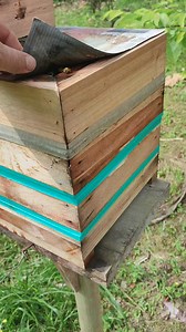 Bugia, rainha realizando postura no terceiro módulo, caixa 28 por 28 externa, (21 por 21 interno) logo começa a temporada de multiplicação. 🙏🏼🙏🏼🙏🏼 | Meliponario Aurora