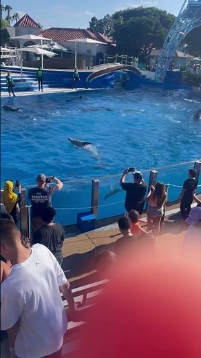 Dolphin Waves Goodbye with Tail | Sweet Moment at SeaWorld San Diego