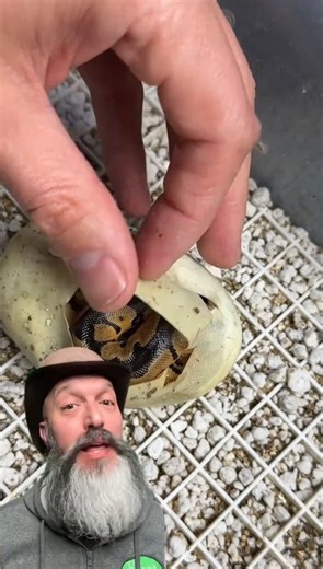 Let’s cut this egg open and see what’s inside!