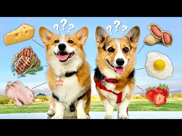 What's making my dogs itch! We got them lab tested!