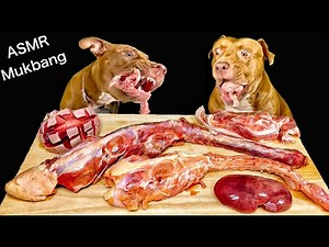 最強な犬ピットブルが生肉や骨をボリボリ噛み砕く咀嚼音がクセになる【ASMR】