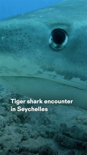 OceanX on Instagram: "Would you want to come face to face with a tiger shark? Fortunately, our BRUV system does that for us. During our Seychelles Mission, this curious predator approached our Baited Remote Underwater Video (BRUV) system, a non-invasive tool that allows scientists to observe marine life up close, without human interference. This technology offers a rare window into the underwater ecosystems of the Seychelles, helping researchers identify key species, monitor biodiversity, and su