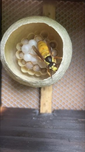 Raising a Giant: Asian Hornet Queen Builds Her Empire in a Farm Box 👀