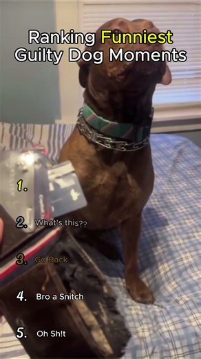 Guilty Dogs Getting Caught in 4K 😂🐶