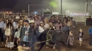 Bull runs into crowd at outback rodeo in Western Australia