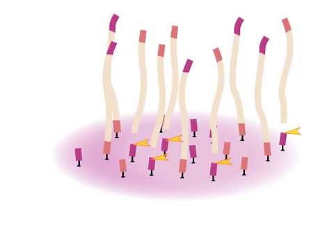 Next-Generation Sequencing & Sanger Sequencing
