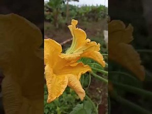 “About Our Channel: Easy Farm DIY – Grow All Vegetables at Home 🌱