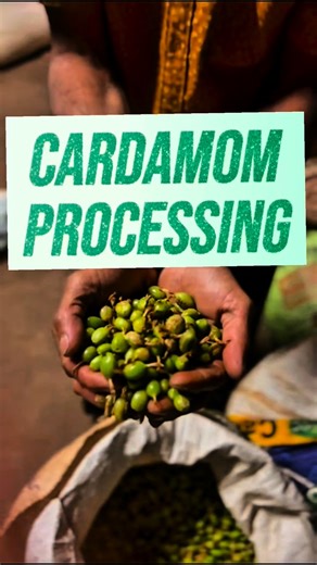 N&T Spice Co on Instagram: "Cardamom Processing 🌱 Fresh cardamom is first washed to remove soil and dust. Then it is dried slowly for 18–24 hours, allowing the natural aroma to develop. After drying, the pods are gently polished to give a clean, neat finish. Good cardamom is not made in a hurry. It’s made with care and time. . . . . . #cardamom#viral #trendingreels #idukki #fyp"