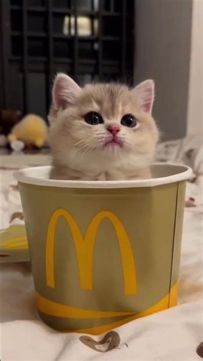 Cuteness overload 🥰 #cats #cat #funny #kittens #cute #shorts