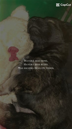 FRASES #cachorrosfofos #status #jesus