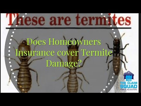 Does Homeowners Insurance Cover Termite Damage?