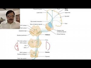 Stroke localisation (Part-1,Basics)