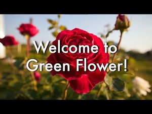 Our best varieties of roses - slideshow for relax