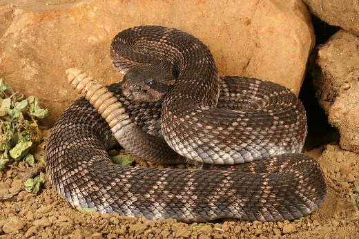 It's Rattlesnake Season—6 Warning Signs One is Near, Experts Say — Best Life