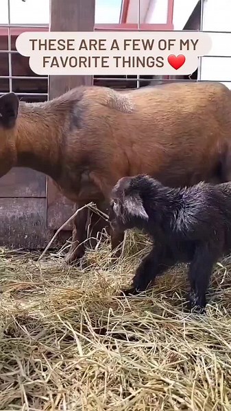 What're your favorite things?! | Goat Milk Stuff