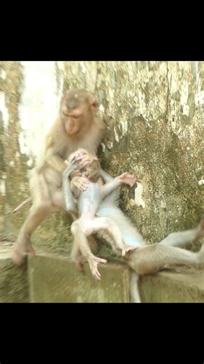 150K views · 1.5K reactions | Hunger turns his soft voice into a loud call | Lily BB Monkey | Facebook