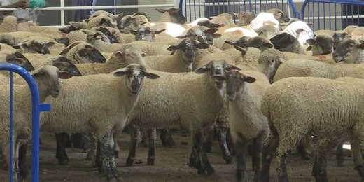 Nebraska State Fair hosts sheep-shearing contest