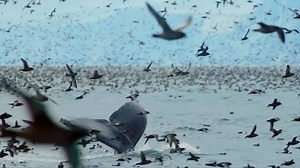 The voice that speaks for the planet returns. Witness the largest collection of Sir David Attenborough’s work, including new series A Perfect Planet, in one place. Explore the natural world on discovery , starting January 4. Learn more here: https://discoverypl.us/2JAb1sj #discoveryplus | Discovery