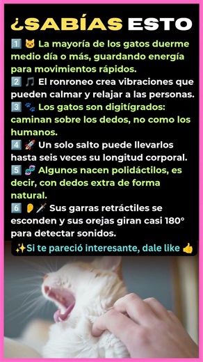 6 Datos Increíbles Sobre los Gatos 🐱 | Cosas Que No Sabías