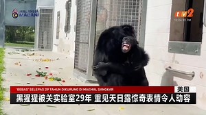 32K views · 967 reactions | 【黑猩猩被关实验室29年 重见天日露惊奇表情令人动容】 美国一只28岁母黑猩猩“香草”出生时就被关进笼子里进行实验，一辈子没见过广阔的天空，今年4月她终于被移到3英亩大的人工岛展开新生活。当她重见天日时露出惊喜表情，真挚反应及心酸的经历，不禁让人为之动容。 | RTM 华语新闻 | Facebook