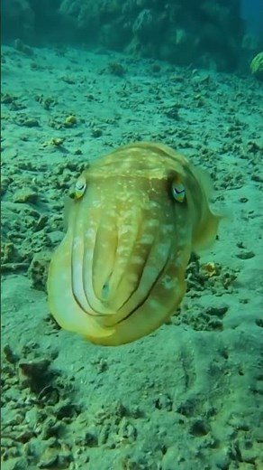 Cuttlefish possess the unique ability to blend in with different ocean environments 💡