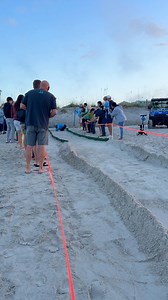 I had already filmed a walk this morning but then spotted a Loggerhead Turtle nest excavation in the distance. So I ran and got there in time for you to attend the end. 🏃‍♀️🎉Enjoy! #loggerheadseaturtle #walkwithme #letswalk #goodforyoursoul | Brenda Torrey Photography