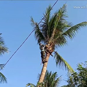 39K views · 481 reactions | Amazing skill with climbing and cutting coconut tree | Making Video | Facebook