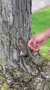 The heartwarming journey of a rescued baby squirrel | Awesome