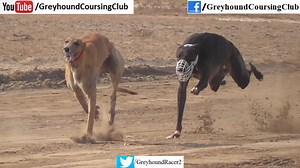 tazi dog track race 2025 in Pakistan. for more videos visit us on YouTube from below link. https://www.youtube.com/@greyhoundcoursingclub #greyhoundracing #Galgos #GoGreyhoundRacing #Greyhound #racingdog #Speed | Greyhound Coursing Club