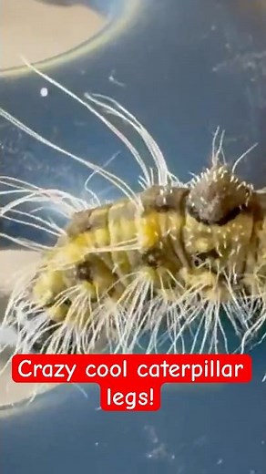 Crazy cool caterpillar legs. How they work