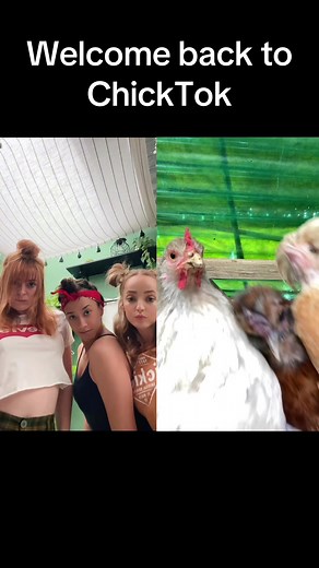 With the chicken club @Kristi Griffith @Malia Baker @Ilgallinaio_special #chickens #chickendance