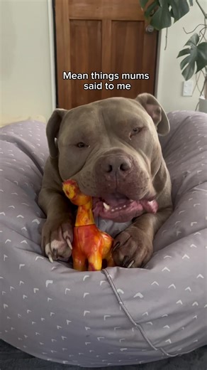 This House is a Prison: Hilarious Dog Moments