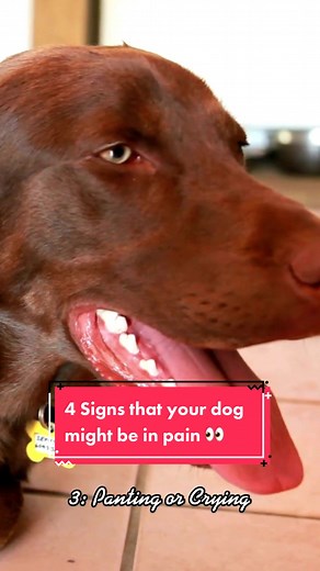 Know #howto identify the signs your dog gives you when they’re in pain! #doggo #doghealth #dogsoftiktok