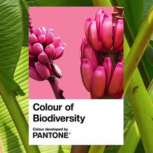 Introducing Pantone's Colour of Biodiversity! This pink perfectly pairs with our pink bananas (Musa velutina). They are only 5-8cm long but they could be the key to protecting their delicious yellow cousins, the Cavendish banana. 🍌 #COP15 | Kew Gardens