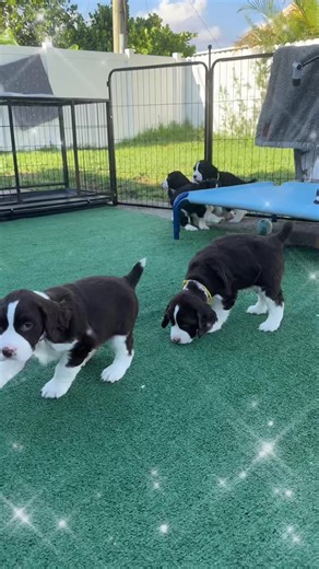Cute English Springer Spaniel Puppies from Divine Kennel