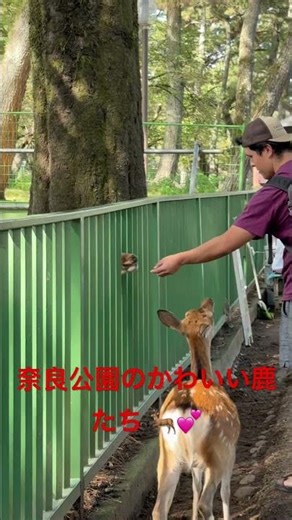 奈良公園のかわいい鹿たち 🦌💕 #奈良公園 #奈良の鹿 #日本の誇り #日本の美しさ #日本旅行 #日本文化 #ショート動画 #世界が愛する日本