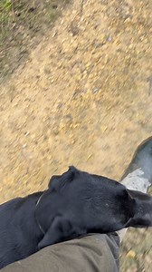 15K views · 480 reactions | Willis #labradorretriever #chocolatelab #foxredlab #yellowlab #blacklabsquad #training #teampureflax #gundogtrainer #slingleygundogs #pickingupteam #instavideo | Slingley Gundogs | Facebook