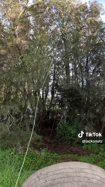 How an arborist gets the rope up the tree 🌳 #arboristsoftiktok #arborist #fyp #viral #viraltiktok