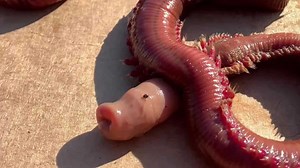 Watch: Alien 'blood worm' appears on US beach, watchers call marine monster a 'nightmare'