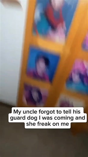 13K views · 694 reactions | Funny and cute dogs compilation 藍 | Cuteyfunny | Facebook