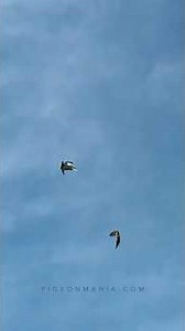 Hawk's Long Chase After a Lazy Racing Pigeon