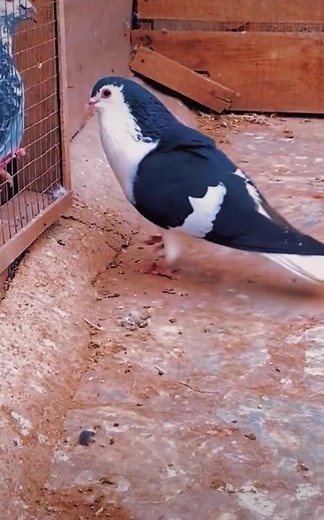 تمام چیزهایی که باید درباره کبوتر شیرازی بدانید