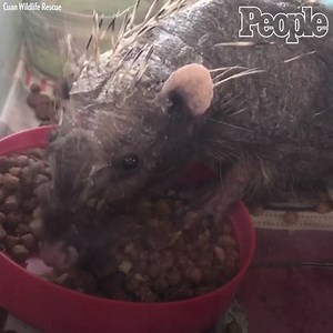 This adorable rescue hedgehog receives daily healing massages to help his spines grow back. 💕 | People