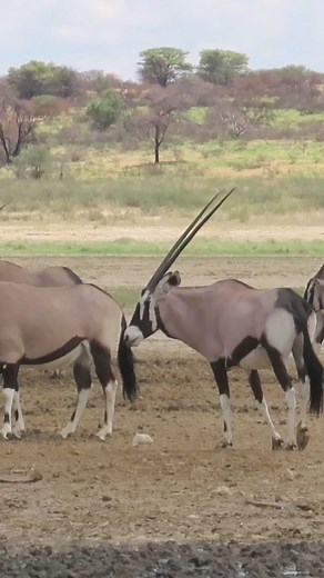 Beautiful Oryx antelopes enjoying salty sands of the Kalahari #reels #trend #trending #amazing #life #video #travel #wildlife #nature #Wow | African Bush Kingdom