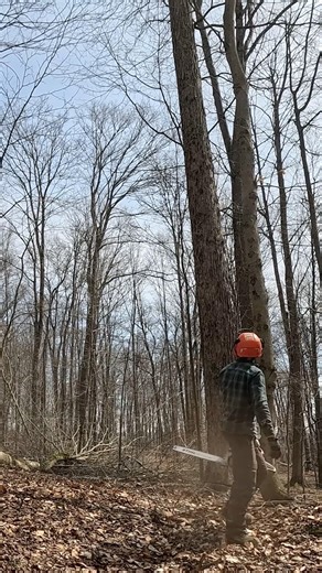 #logging #stihl #treecutting #shorts #outdoorwork