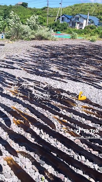 #北海道 #利尻島 #昆布干し！ #高谷あゆみ