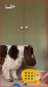 Meet The Genius Dog | iHeartDogs