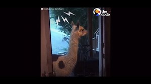 What a beautiful story they made out of one of the scariest days of our lives.... It's been a couple of months now and we have made so many changes so that even though we will have more floods, hopefully we will never be caught as off guard as we were this time. | Ima Survivor Donkey and Farm Animal Sanctuary