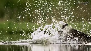 11K views · 502 reactions | OSPREY - Fishing in spectacular super slow motion Scotland's Wild Heart: A diving osprey plunges into a Highland loch to catch a fish supper | Video: Maramedia #birdsofprey #osprey #eagle #videooftheday #highlands #scotland | Eaglewatch NL | Facebook