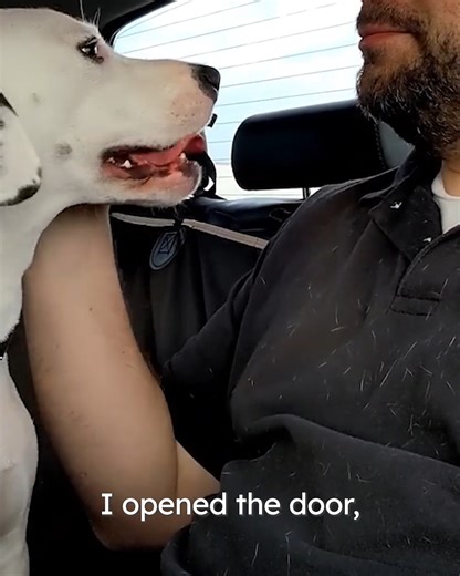 39K views · 2.1K reactions | Energetic dog finds her forever best friend #straydog #dogrescue #cuddlebuddies | Cuddle Buddies | Facebook